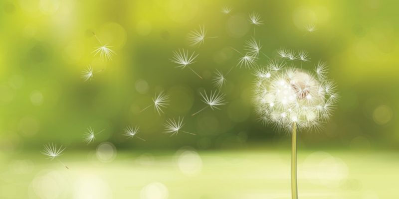 Dandelion Greenspirit Yoga